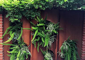 Vertical garden with ferns and spider plants growing on redbrick wall in Brighton East courtyard transformation