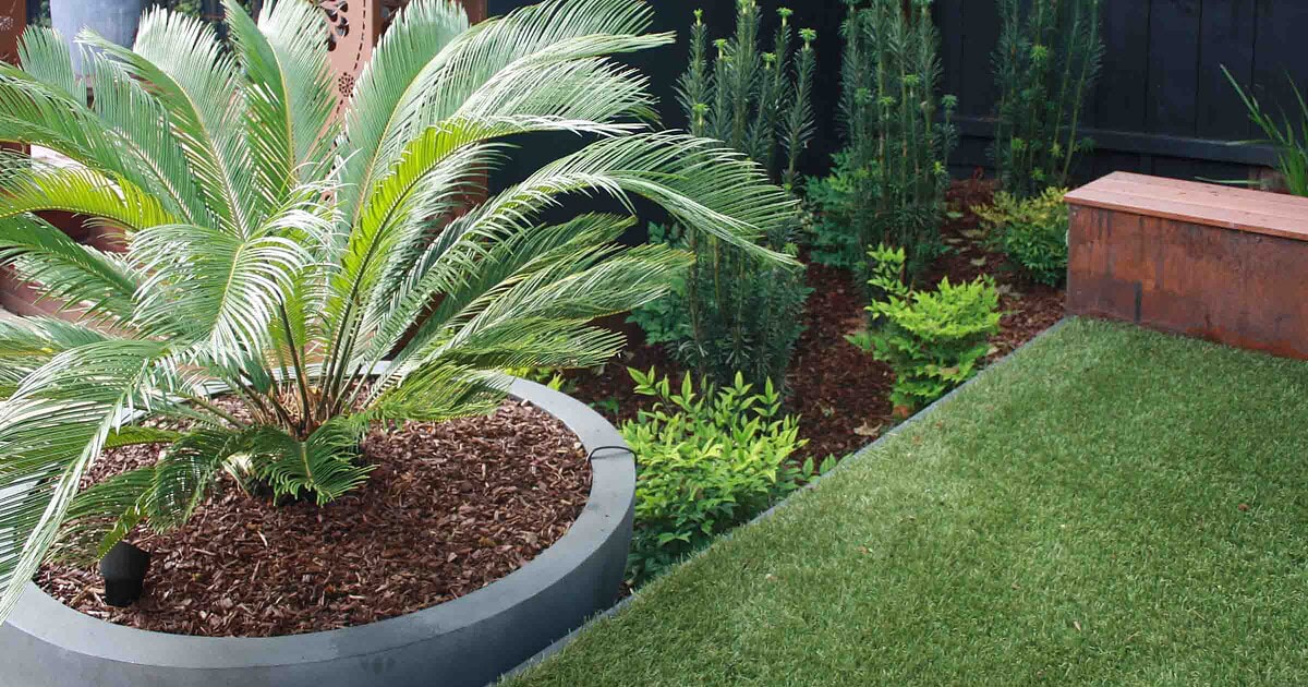 Curved corten steel edging frames cycad palm and native plantings beside expansive lawn in Malvern East family garden