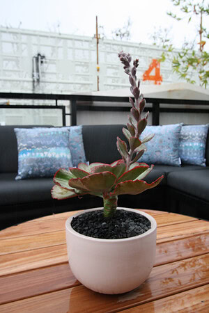 Succulent plant with red-edged leaves in white ceramic pot on timber decking at St Kilda rooftop terrace