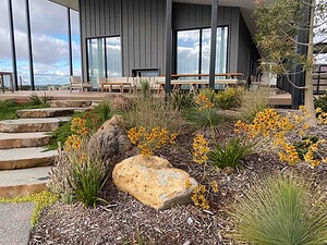 Mass planted native garden with orange flowering plants, grasses and boulders beside modern home in Gisborne Macedon Ranges