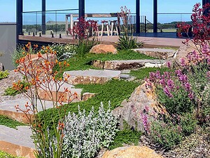 Layered native plantings with kangaroo paw, lamb's ear and purple flowering plants around natural stone in Gisborne garden