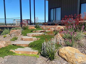 Natural stone steps through native plantings with purple flowers and red foliage on modern rooftop garden in Gisborne