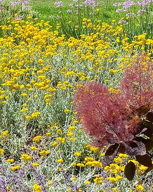 Dense yellow wildflowers with burgundy foliage and purple blooms in background at Mount Buninyong country estate garden