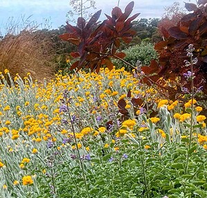 Dense mass planting of yellow Billy Buttons and purple native flowers with burgundy foliage backdrop in Mount Buninyong garden