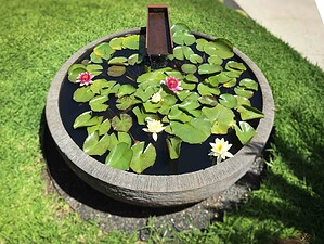 Circular concrete pond with white and pink water lilies, lily pads, and central fountain feature on manicured lawn